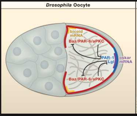 oocyte