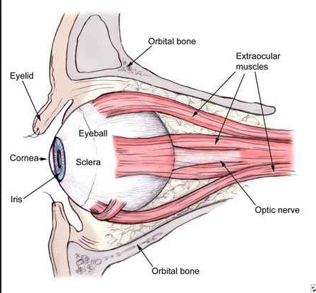 eye optical nerve 1