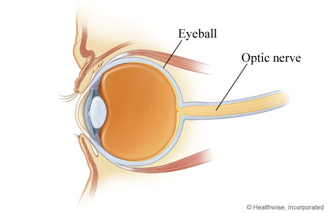 eyeball optic nerve eye optic