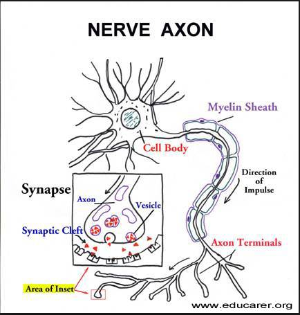 axon brain war mark