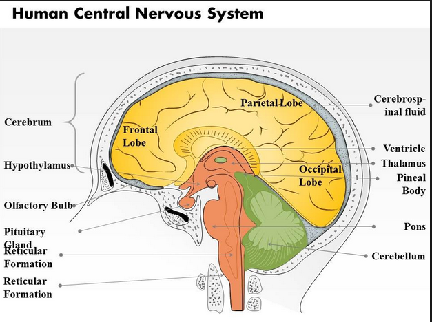 central nervous
