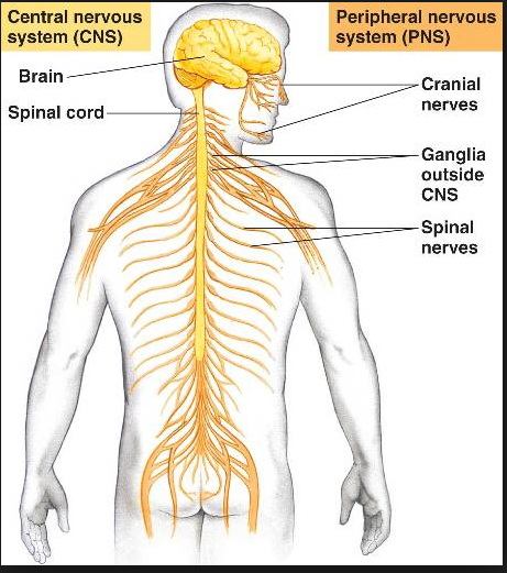 cns central nervous waco