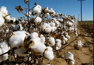 cotton field clouds